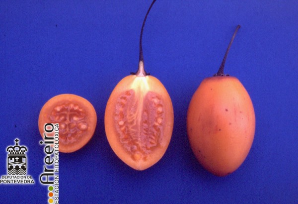 Tamarillo - Tamarillo - Tamarillo (Cyphomandra betacea) >> Tamarillo (Cyphomandra betacea) - Interior y exterior del fruto_2.jpg